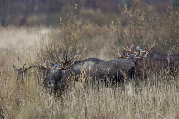 A moose bull (Alces alces) follows the moose cow with interest, the other bulls show much less interest, rutting season, moose rut, October, Denmark