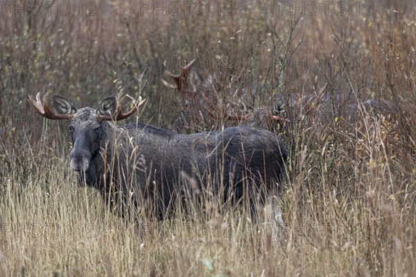 Bull moose (Alces alces) can only be observed standing close together during the rut, the rest of the year they usually spend as solitary animals, rutting season, moose rut, October, Denmark