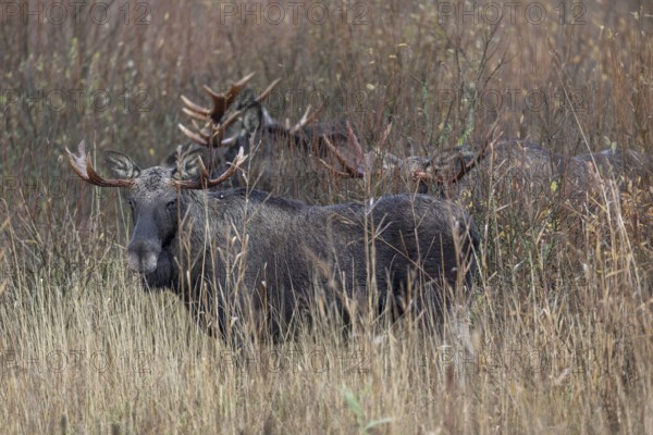 These four bull moose (Alces alces) accompany a cow moose, rutting season, moose rut, October, Denmark