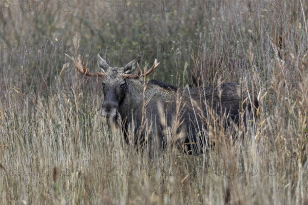 The bull moose (Alces alces) looks attentively at the photographer, rutting season, moose rut, October, Denmark