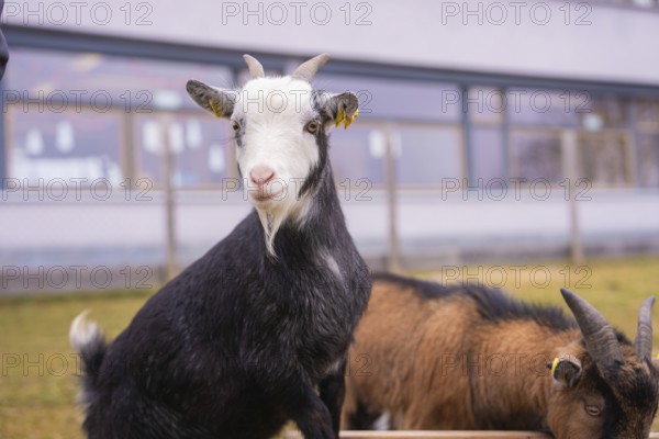 Close-up of a goat outside a farm with other animals, Schlehengäu Grund Schule Gechingen, Calw district, Germany