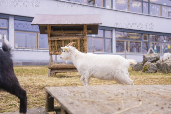 A white goat runs across the meadow next to a wooden shelter on the farm, Schlehengäu Grund Schule Gechingen, Calw district, Germany