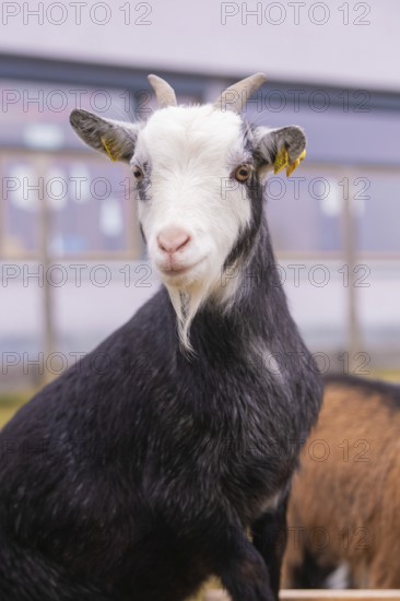 Portrait of a black and white goat with a friendly expression, Schlehengäu Grund Schule Gechingen, Calw district, Germany