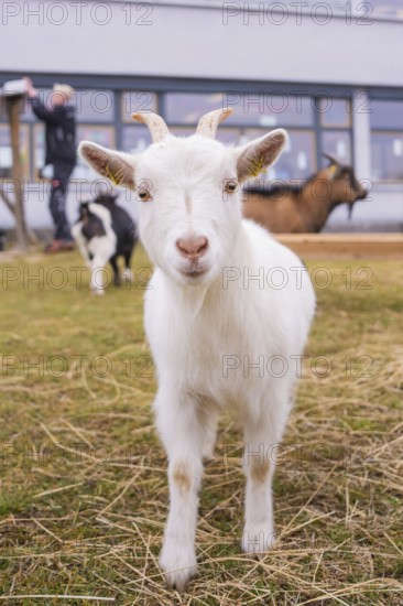 A white goat with horns stands in a meadow and looks curiously at the camera, Schlehengäu Grund Schule Gechingen, Calw district, Germany