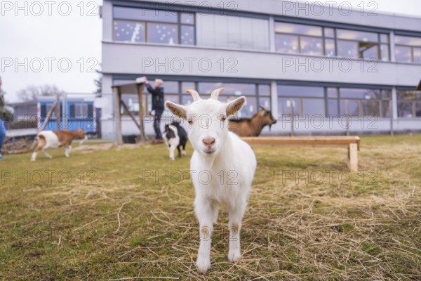 White goatling standing on green field in front of a grey building, Schlehengäu Grund Schule Gechingen, Calw district, Germany