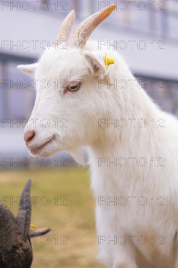Close-up of a white goat with yellow ear clip on the meadow, Schlehengäu Grund Schule Gechingen, Calw district, Germany