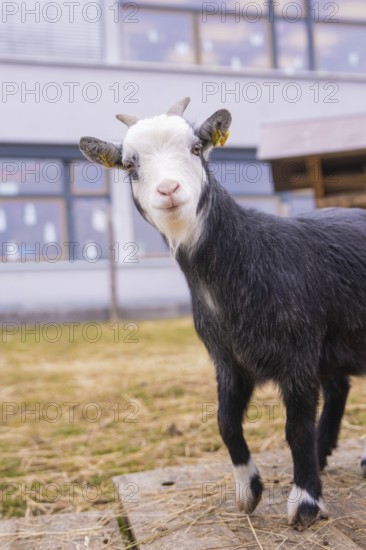 Curious black and white goatling in a meadow, Schlehengäu Grund Schule Gechingen, Calw district, Germany