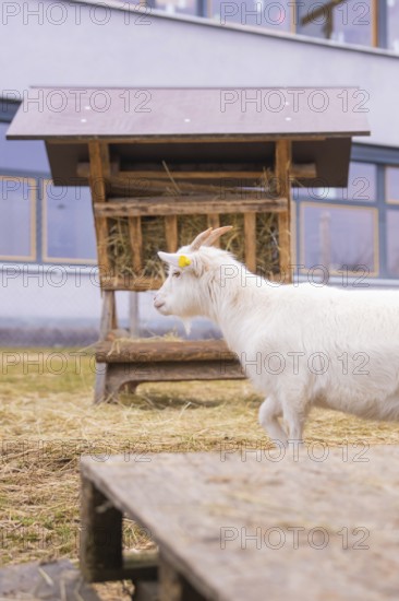 White goat next to a hay rack on the meadow in front of a building, Schlehengäu Grund Schule Gechingen, Calw district, Germany