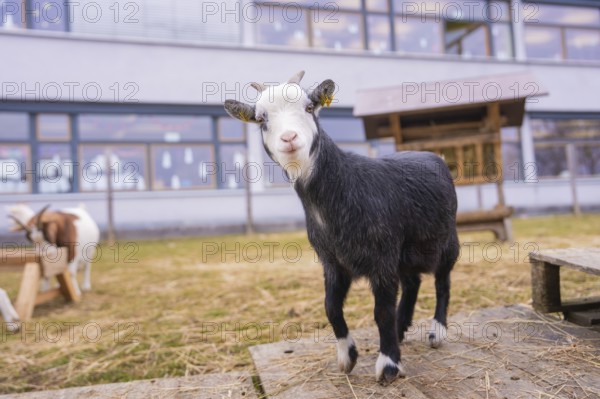 Black and white goatling standing in a meadow in front of a building, Schlehengäu Grund Schule Gechingen, Calw district, Germany