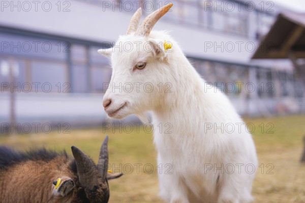 White goat and brown goatling on the meadow in front of a building, Schlehengäu Grund Schule Gechingen, Calw district, Germany