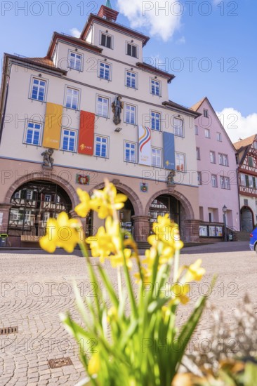 Main entrance of a city building with flags in spring and yellow flowers in the foreground, Calw, Calw district, Germany