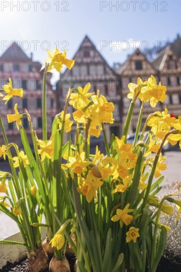 Yellow daffodils in front of old half-timbered houses bring a breath of spring to a historic old town, Calw, Calw district, Germany