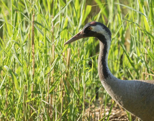 Crane (Grus grus) foraging in reeds, reed (Phragmites australis), Lower Saxony, Germany