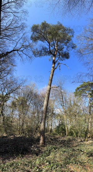 Solitary tall Scots pine (Pinus silvestris) standing in a small clearing in spring, mixed deciduous forest in the background, blue sky with white clouds above, Germany