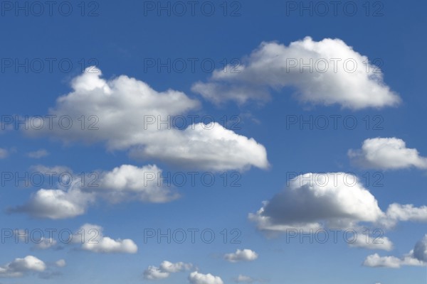 Classic low clouds cluster clouds typical cumulus with a clear lower limit on blue sky, international