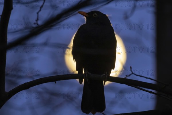 A bird sits on a branch in a tree while the full moon passes by behind it. The full moon in March is also called a worm moon because it reminds that the frost is giving way and the soil begins to live again, Frankfurt am Main, Hesse, Germany