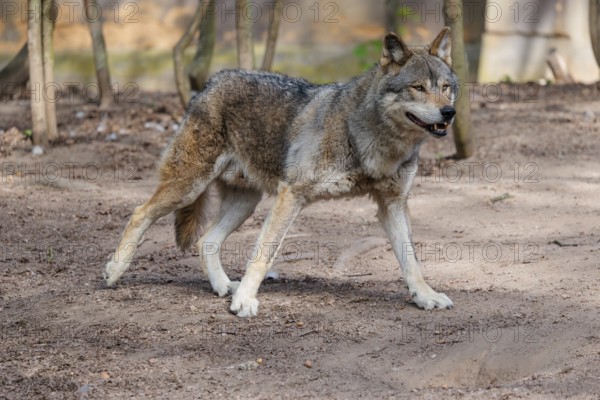 A Eurasian gray wolf (Canis lupus lupus) runs across a dry forest floor. Transylvania, Romania