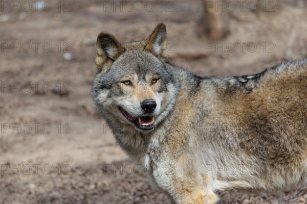 A Eurasian gray wolf (Canis lupus lupus) stands on dry forest floor. Transylvania, Romania