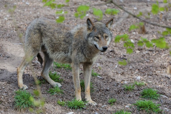 A Eurasian gray wolf (Canis lupus lupus) stands partially hidden behind green leaves on dry forest floor. Transylvania, Romania