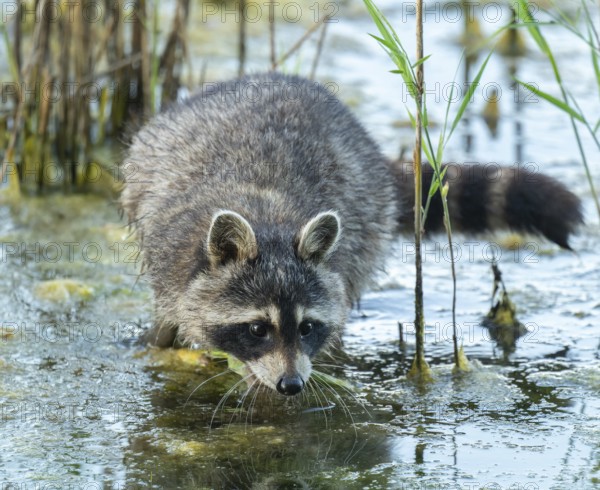 Raccoon (Procyon lotor), foraging in the shallow water zone of a lake, Lower Saxony, Germany