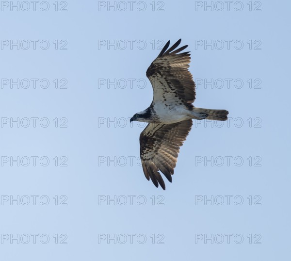Osprey (Pandion haliaetus) in flight looking for food, blue sky, Lower Saxony, Germany