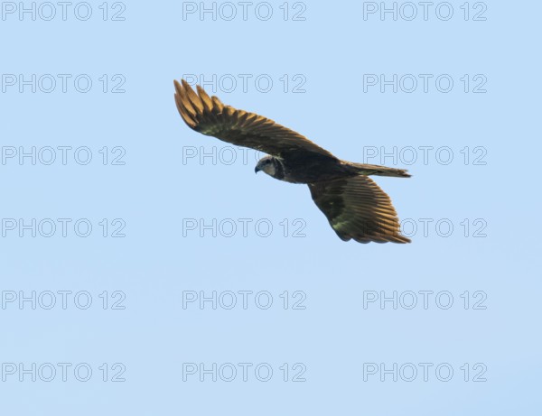Marsh harrier (Circus aeruginosus), female in flight looking for food, blue sky, Lower Saxony