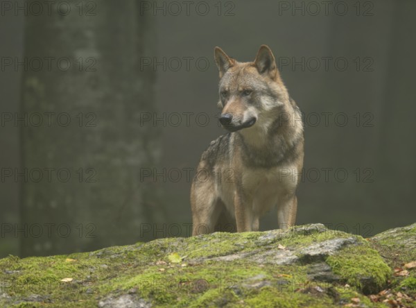 Wolf (Canis lupus) standing on a moss-covered rock and looking attentively, fog in the forest, captive, Bavarian Forest National Park, Bavaria, Germany