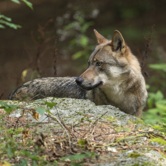 Wolf (Canis lupus) standing in the forest and looking attentively, captive, Bavarian Forest National Park, Bavaria, Germany