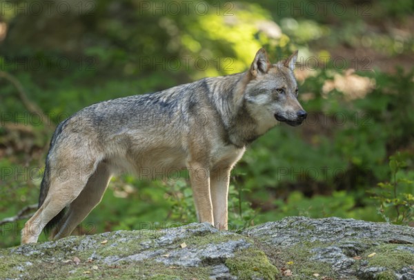 Wolf (Canis lupus) standing on a moss-covered rock and looking attentively, captive, Bavarian Forest National Park, Bavaria, Germany