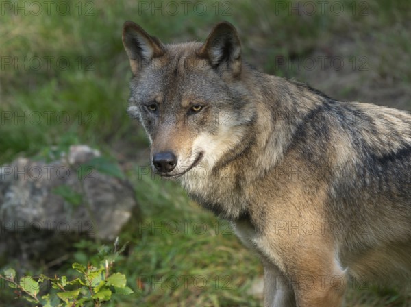 Wolf (Canis lupus) portrait, captive, Bavarian Forest National Park, Bavaria, Germany