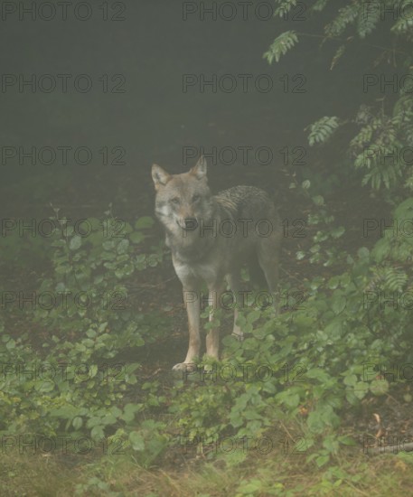 Wolf (Canis lupus) standing in the forest and looking attentively, fog in the forest, captive, Bavarian Forest National Park, Bavaria, Germany
