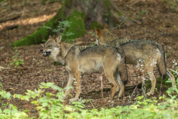 Wolf (Canis lupus) two wolves standing in the forest, one wolf baring its teeth, captive, Bavarian Forest National Park, Bavaria, Germany