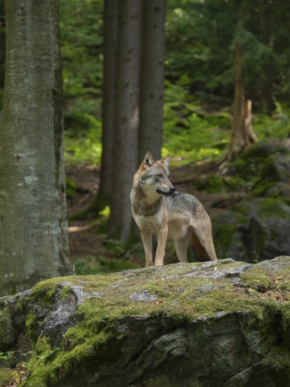 Wolf (Canis lupus) standing on a moss-covered rock and looking attentively, captive, Bavarian Forest National Park, Bavaria, Germany