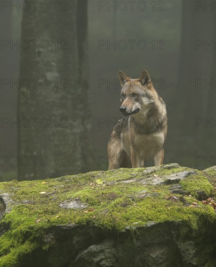 Wolf (Canis lupus) standing on a moss-covered rock and looking attentively, fog in the forest, captive, Bavarian Forest National Park, Bavaria, Germany