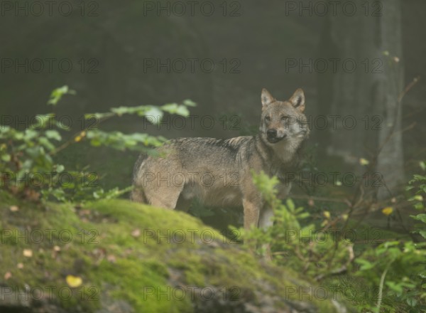 Wolf (Canis lupus) standing in the forest and looking attentively, fog in the forest, captive, Bavarian Forest National Park, Bavaria, Germany