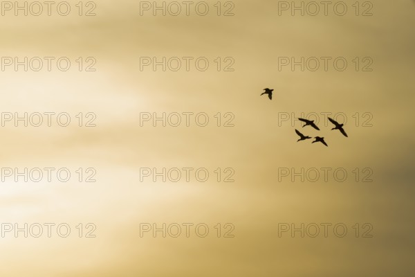 Mallards (Anas platyrhynchos) in flight against an orange-coloured morning sky, Lower Saxony, Germany