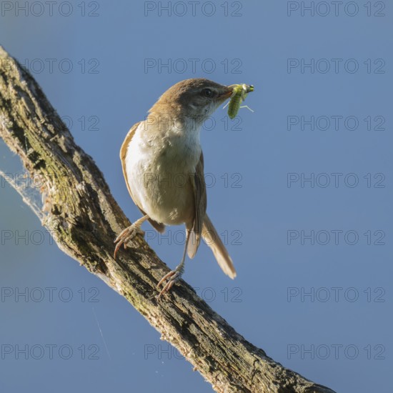 Great Reed Warbler (Acrocephalus arundinaceus) with food in its beak standing on an old branch, blue water behind, Lower Saxony, Germany