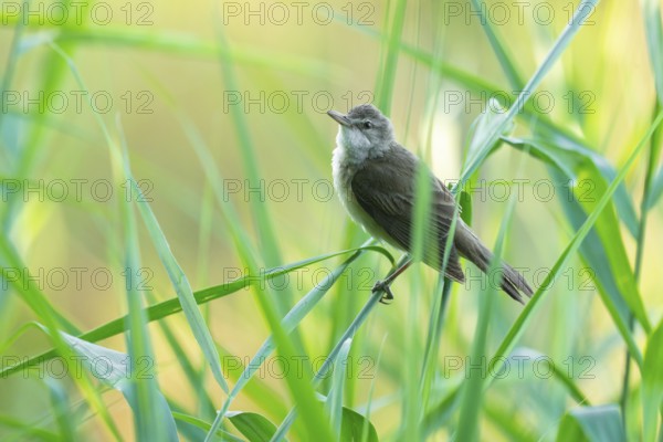 Reed warbler (Acrocephalus arundinaceus) on a reed stem, reed (Phragmites australis), Lower Saxony, Germany