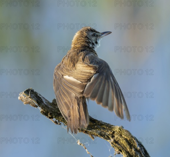 Great Reed Warbler (Acrocephalus arundinaceus) standing on an old branch and spreading its wings, blue water behind, Lower Saxony, Germany