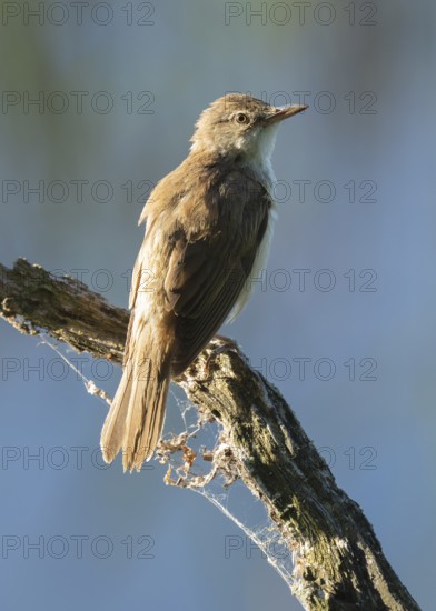 Great Reed Warbler (Acrocephalus arundinaceus) standing on an old branch, blue water behind, Lower Saxony, Germany