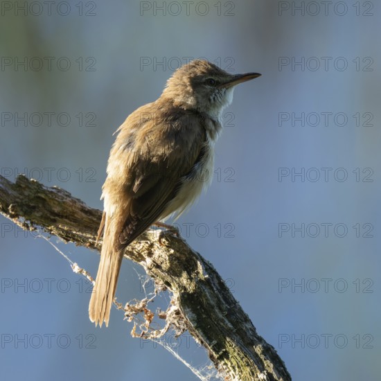 Great Reed Warbler (Acrocephalus arundinaceus) standing on an old branch, blue water behind, Lower Saxony, Germany