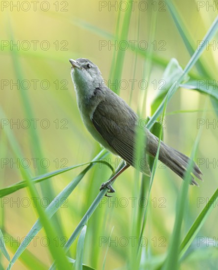 Reed warbler (Acrocephalus arundinaceus) on a reed stem, reed (Phragmites australis), Lower Saxony, Germany