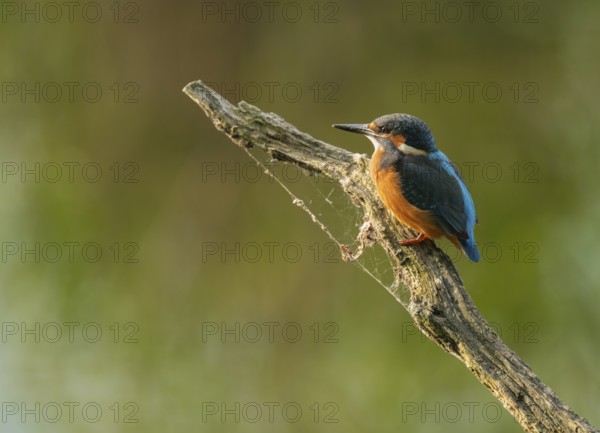 Kingfisher (Alcedo atthis) sitting on an old branch, perch and looking for prey, Lower Saxony, Germany