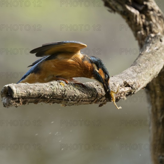 Kingfisher (Alcedo atthis) sitting on a branch, perch, beats captured prey frog (Rana) to death, Lower Saxony, Germany