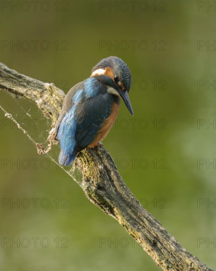 Kingfisher (Alcedo atthis) sitting on an old branch, perch and looking for prey, Lower Saxony, Germany