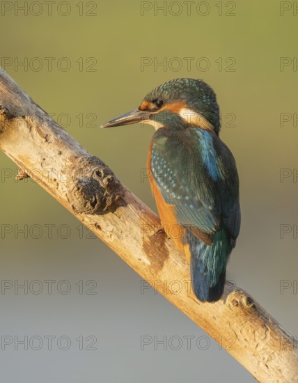 Kingfisher (Alcedo atthis) sitting on an old branch in the warm morning light, perch, Lower Saxony, Germany