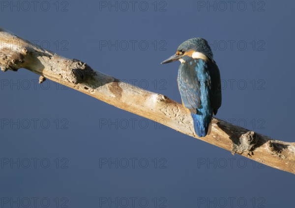 Kingfisher (Alcedo atthis) sitting on an old branch, perch and looking for prey, blue water behind, Lower Saxony, Germany