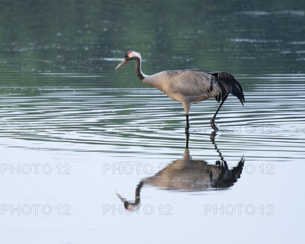 Crane (Grus grus) foraging in the shallow water zone of a lake, reflection in the water, Lower Saxony, Germany