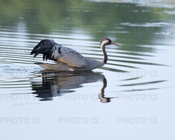 Crane (Grus grus) wading through the shallow water zone of a lake, reflection in the water, Lower Saxony, Germany