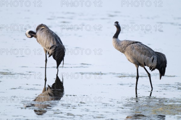 Cranes (Grus grus) standing in the shallow water zone of a lake, Lower Saxony, Germany